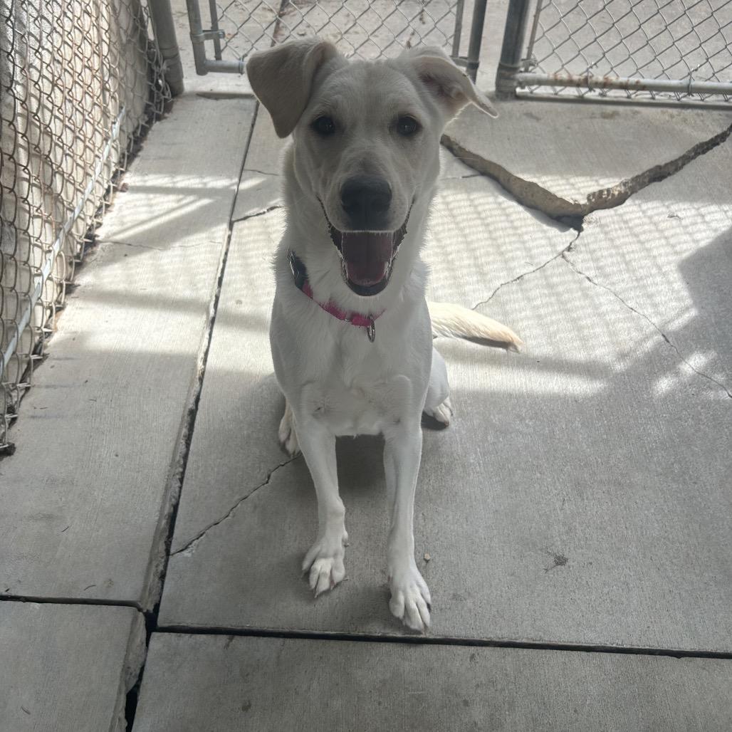 Enlarge Winnie, a Adoptable Labrador Retriever in Greenville, PA image 5/6