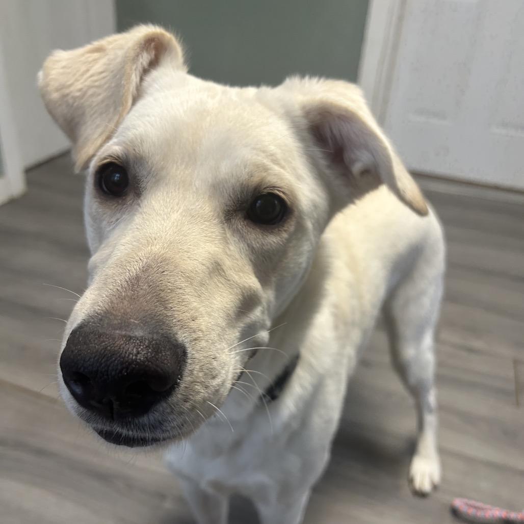 Enlarge Winnie, a Adoptable Labrador Retriever in Greenville, PA image 6/6