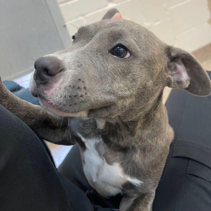 Tally, adopted, Puppy Female Terrier.