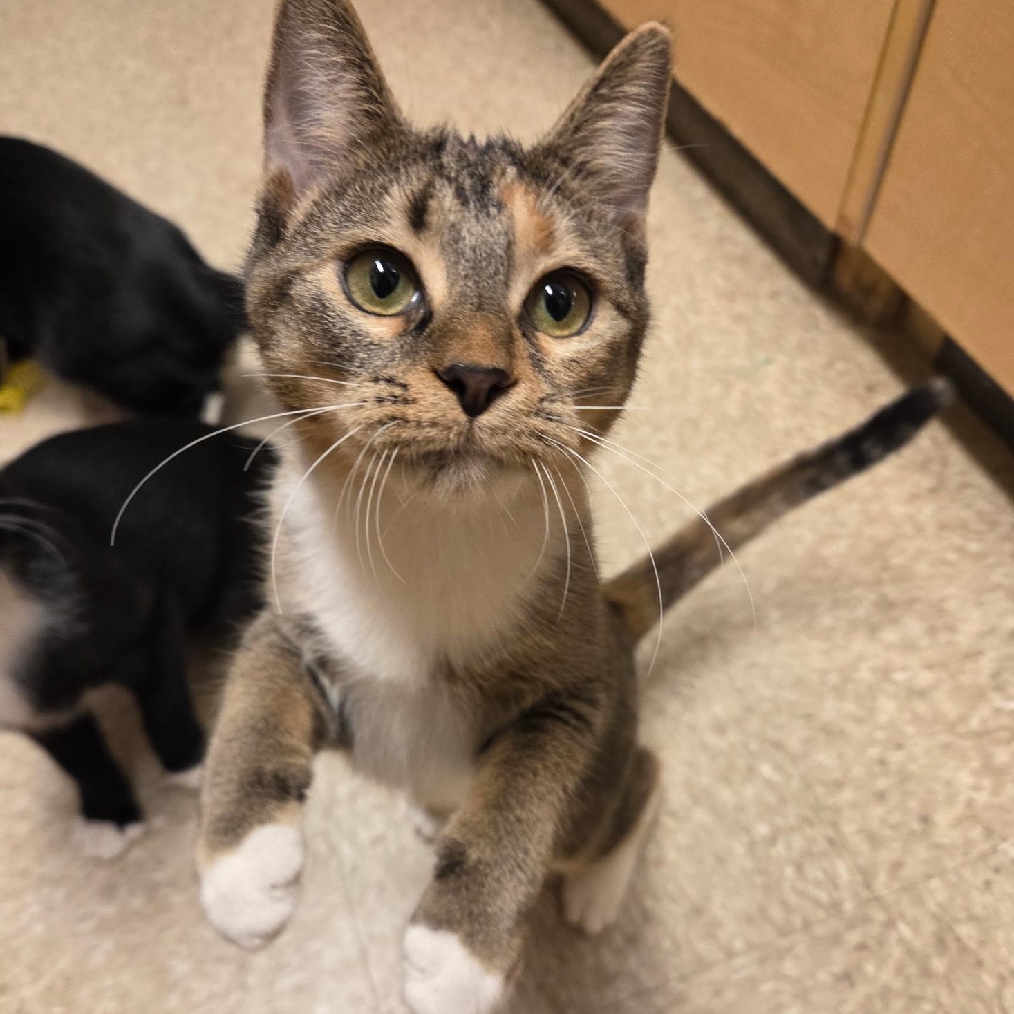 Enlarge Tuberculosis, a Adopted Domestic Short Hair in Warwick, RI image 1/3