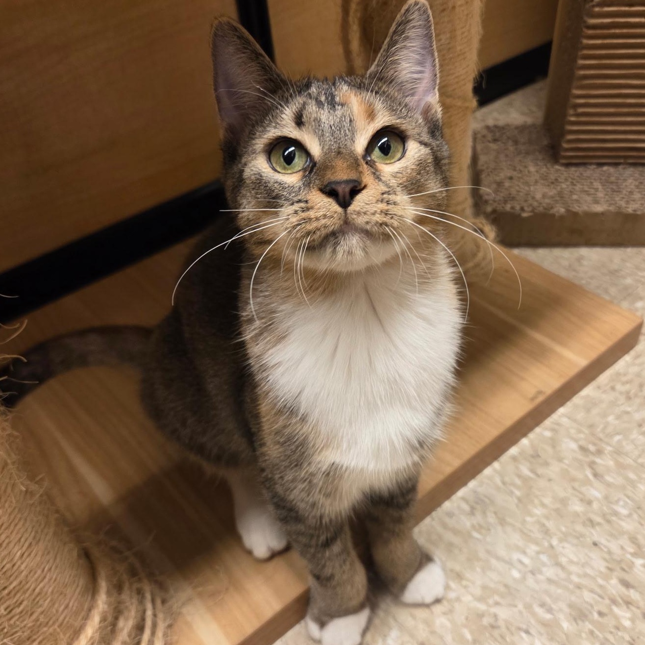 Enlarge Tuberculosis, a Adopted Domestic Short Hair in Warwick, RI image 2/3