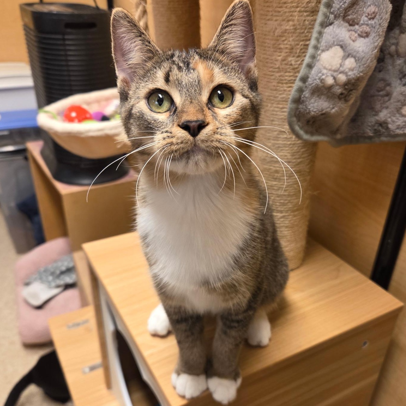 Enlarge Tuberculosis, a Adopted Domestic Short Hair in Warwick, RI image 3/3