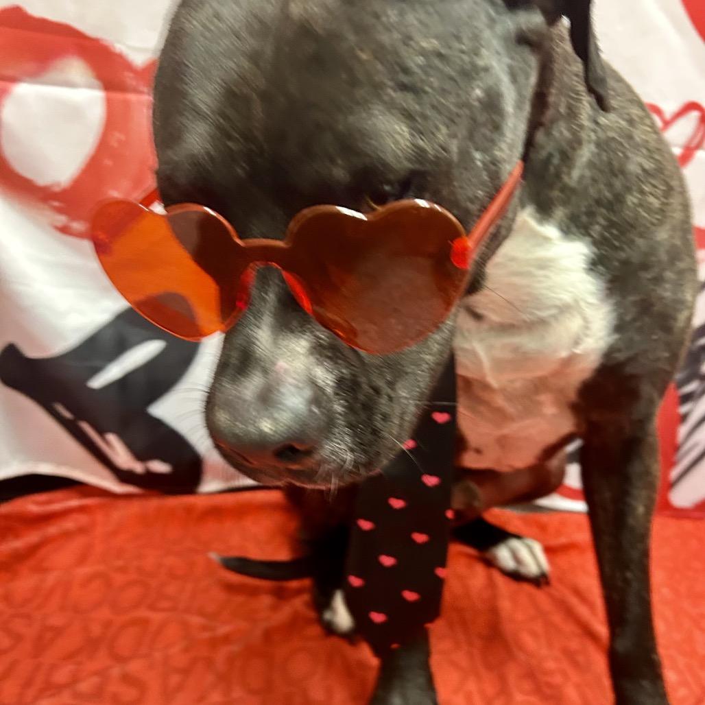 Bear, Adoptable, Adult Male Pit Bull Terrier.