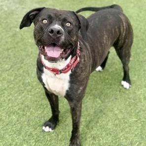 Enlarge Bear, a Adoptable Pit Bull Terrier in Henderson, NV image 4/6