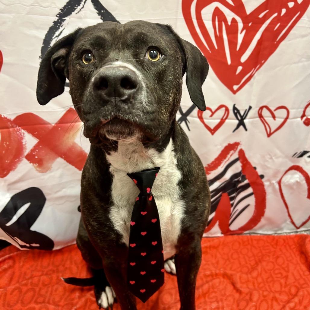 Enlarge Bear, a Adoptable Pit Bull Terrier in Henderson, NV image 5/6