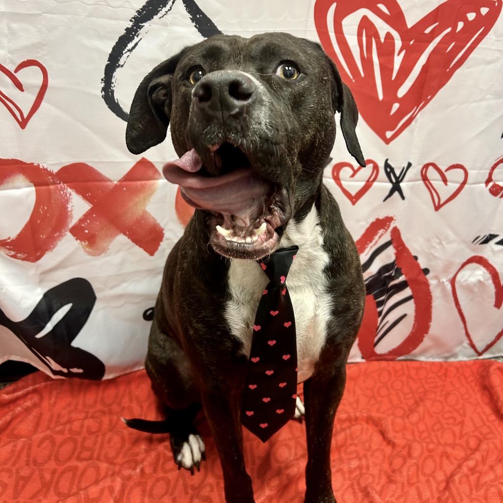 Enlarge Bear, a Adoptable Pit Bull Terrier in Henderson, NV image 6/6
