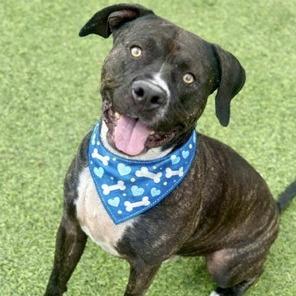 Enlarge Bear, a Adoptable Pit Bull Terrier in Henderson, NV image 6/6