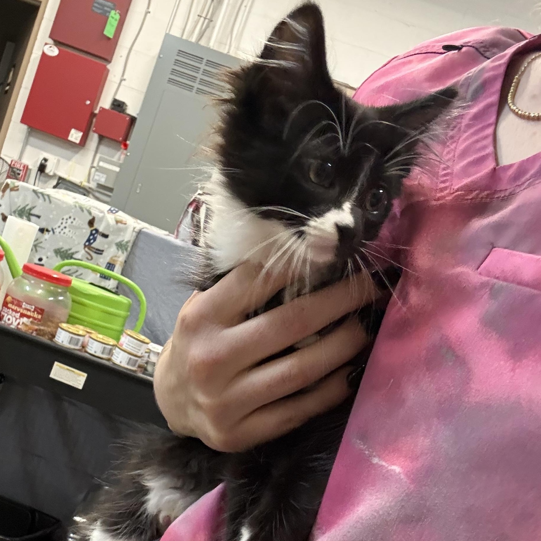 Zebra Cake, adopted, Kitten Female Domestic Short Hair.