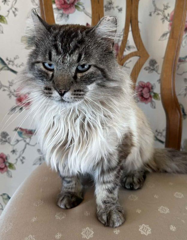 Arden, ADOPTABLE, Adult Male Domestic Long Hair.