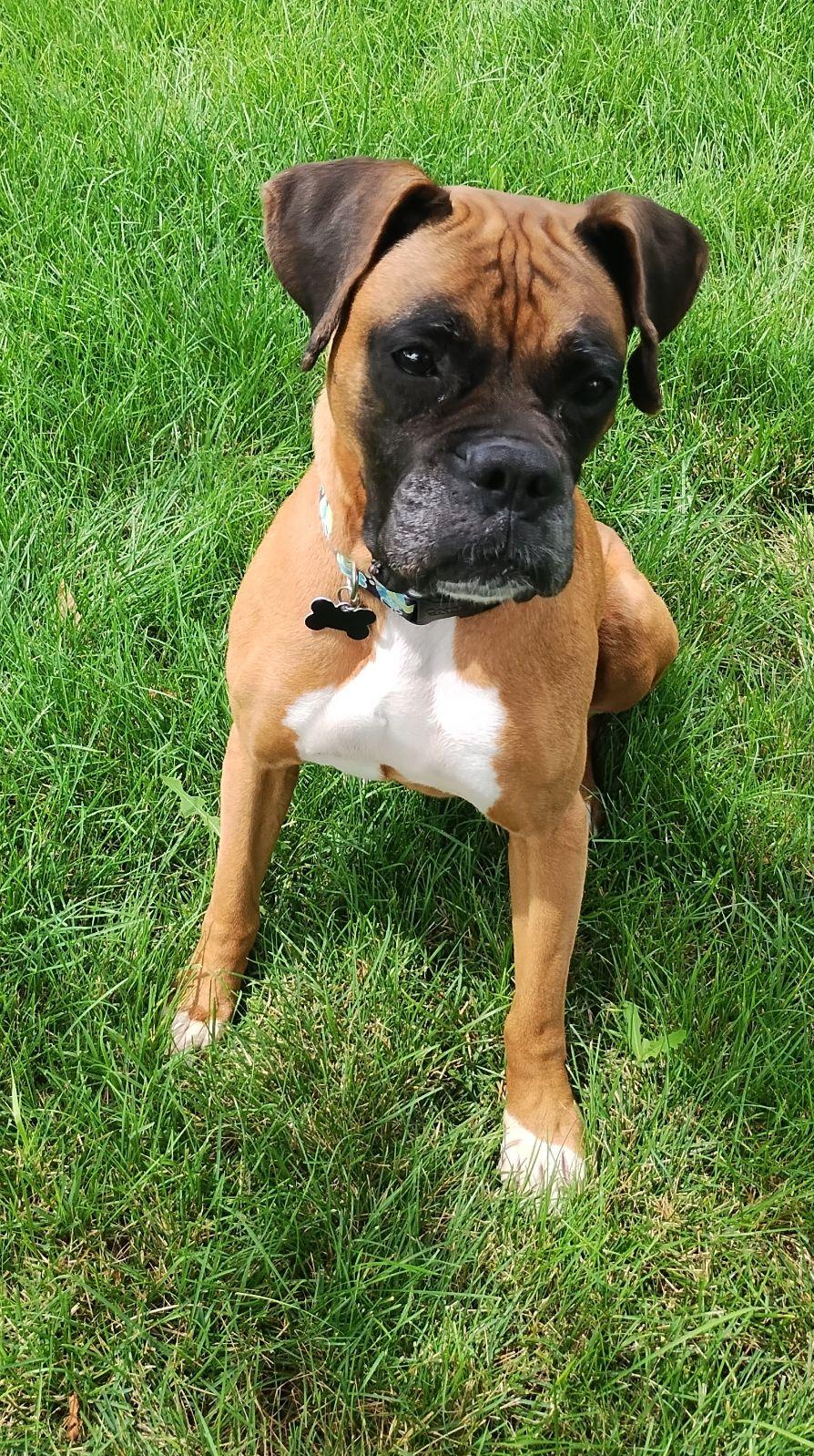 Enlarge Queen, a ADOPTABLE mixed breed in Lisbon, IA image 6/6