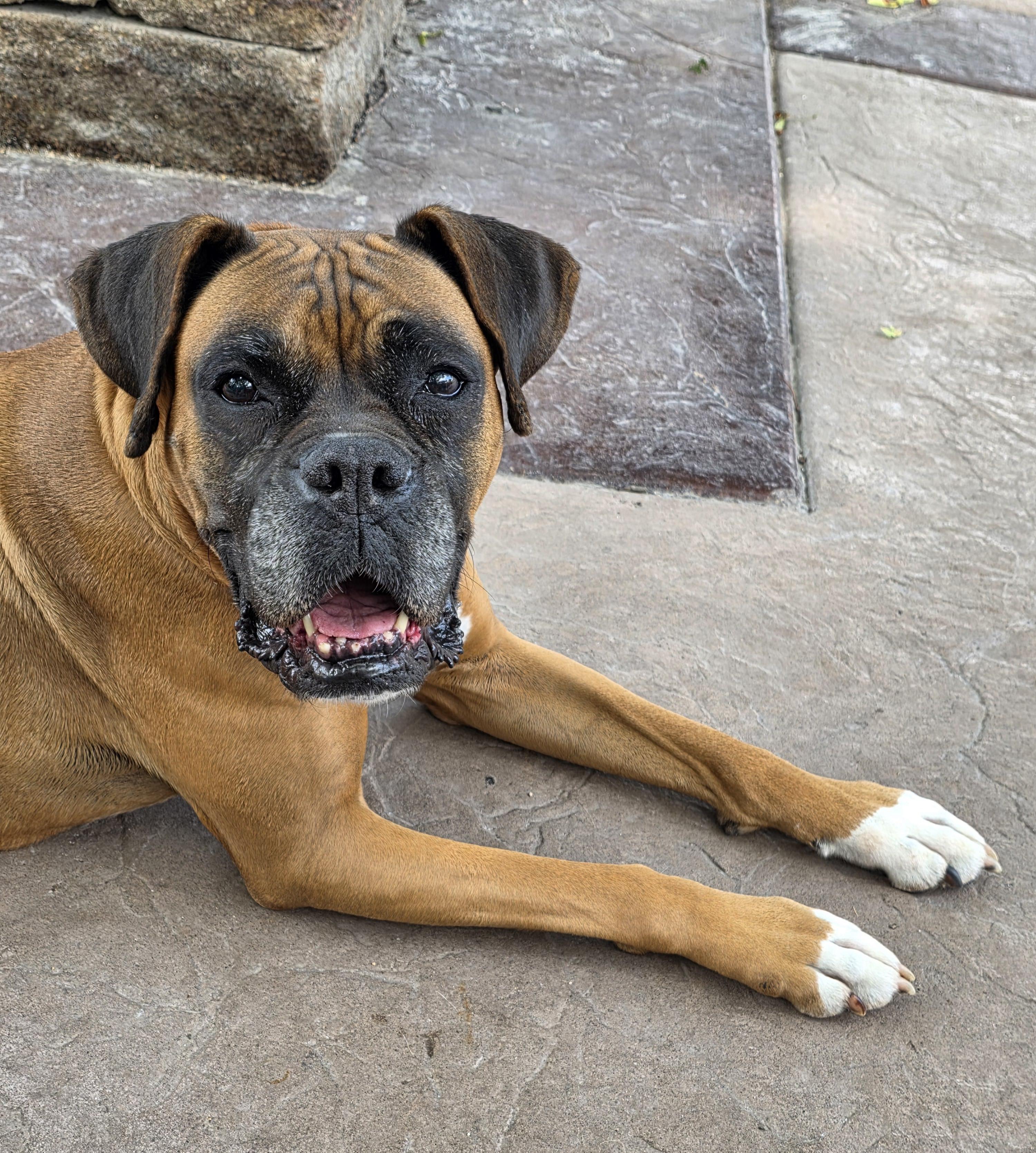 Enlarge Queen, a ADOPTABLE mixed breed in Lisbon, IA image 3/6