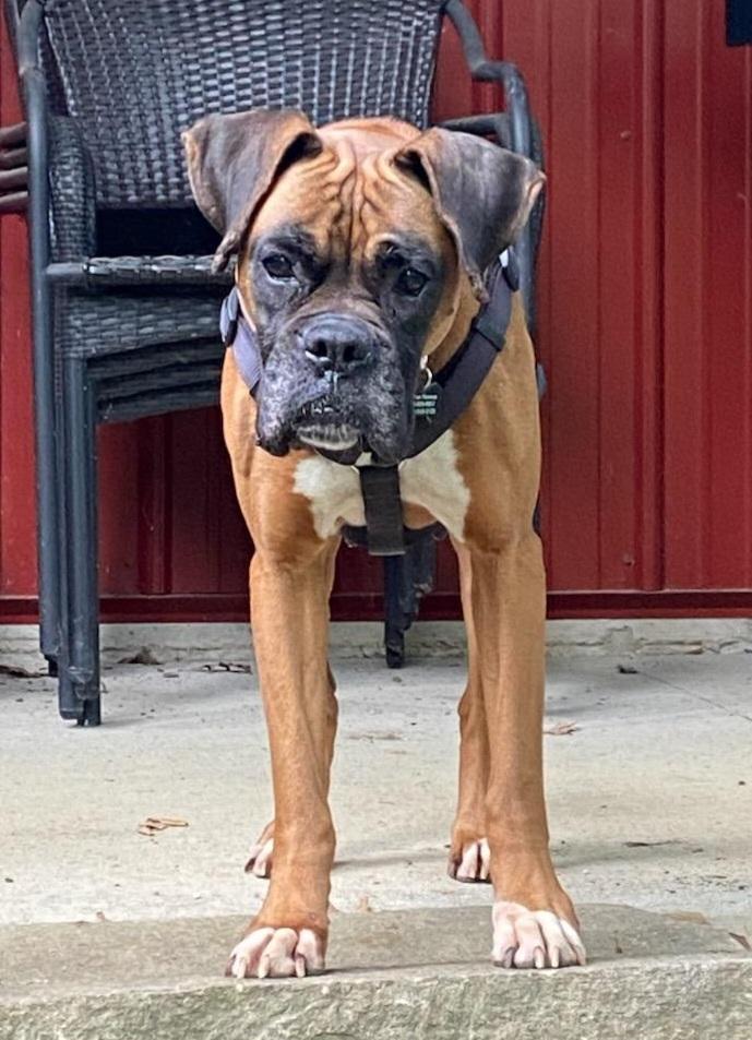 Enlarge Queen, a ADOPTABLE mixed breed in Lisbon, IA image 4/6