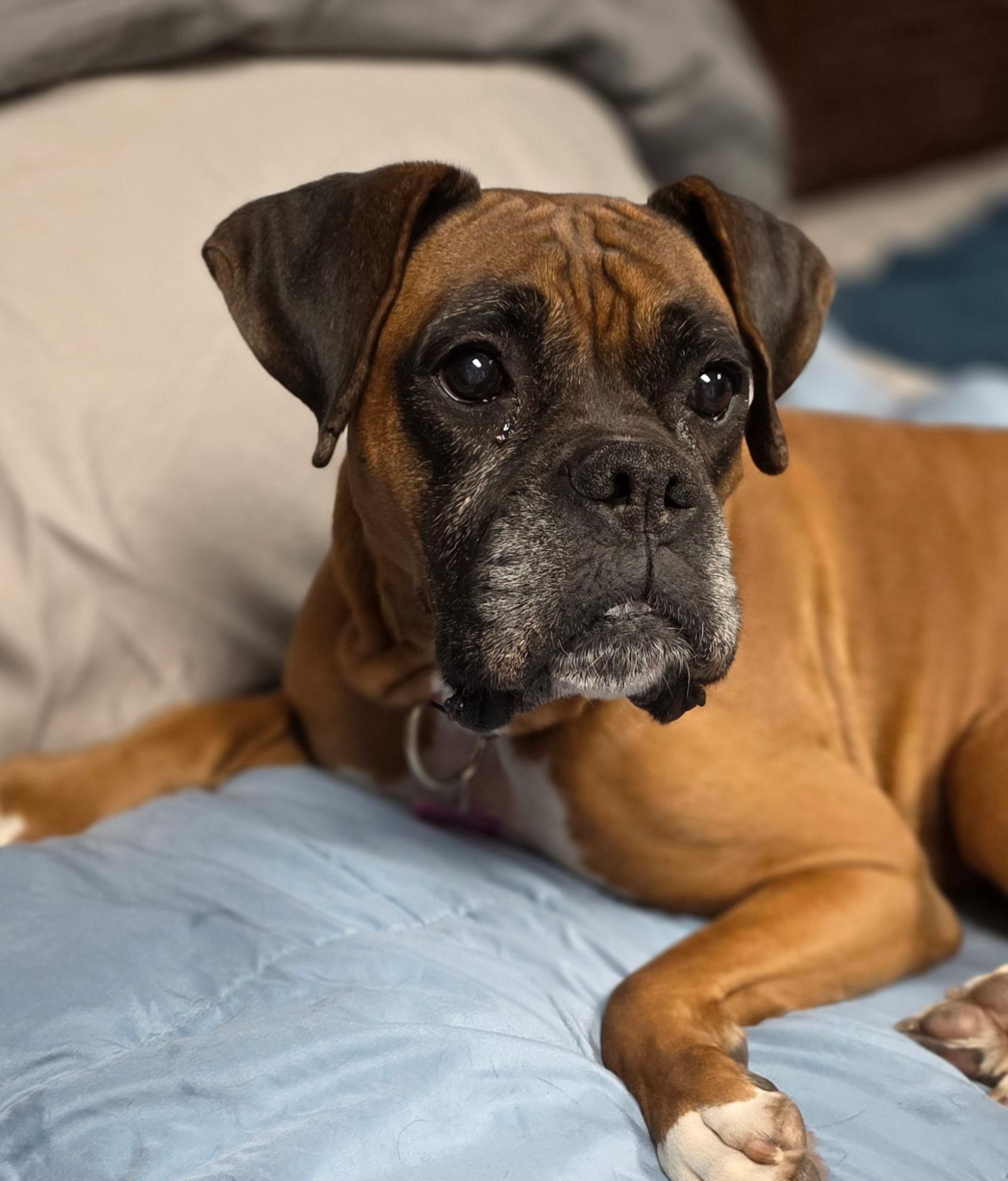 Queen, ADOPTABLE, Adult Female Boxer.