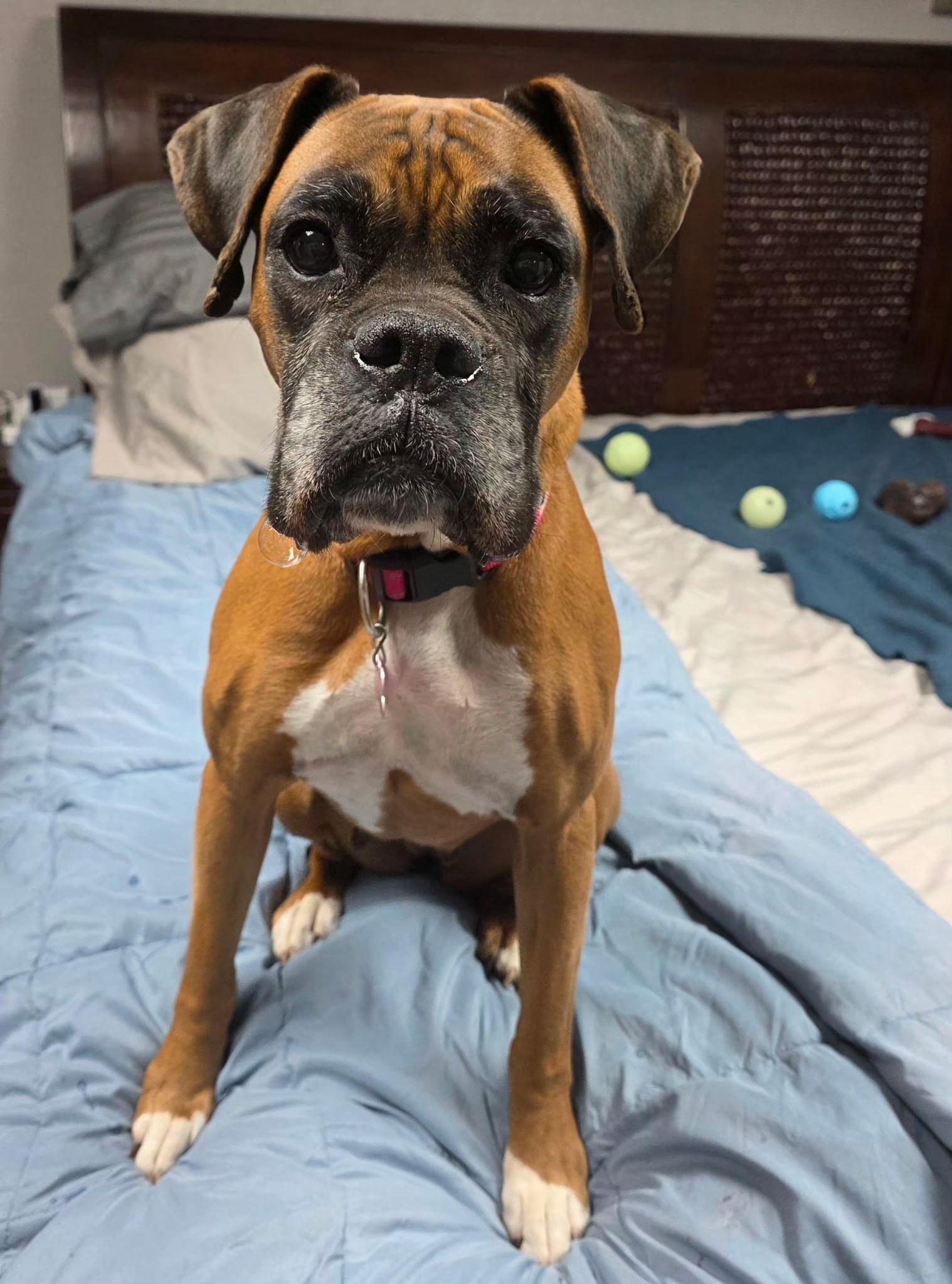 Enlarge Queen, a ADOPTABLE mixed breed in Lisbon, IA image 2/6