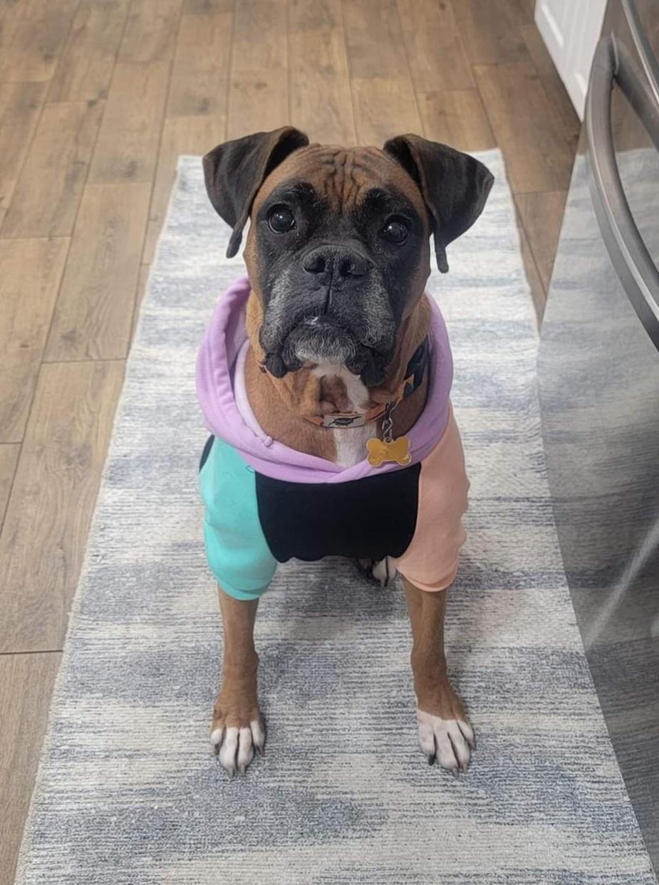 Enlarge Queen, a ADOPTABLE mixed breed in Lisbon, IA image 5/6