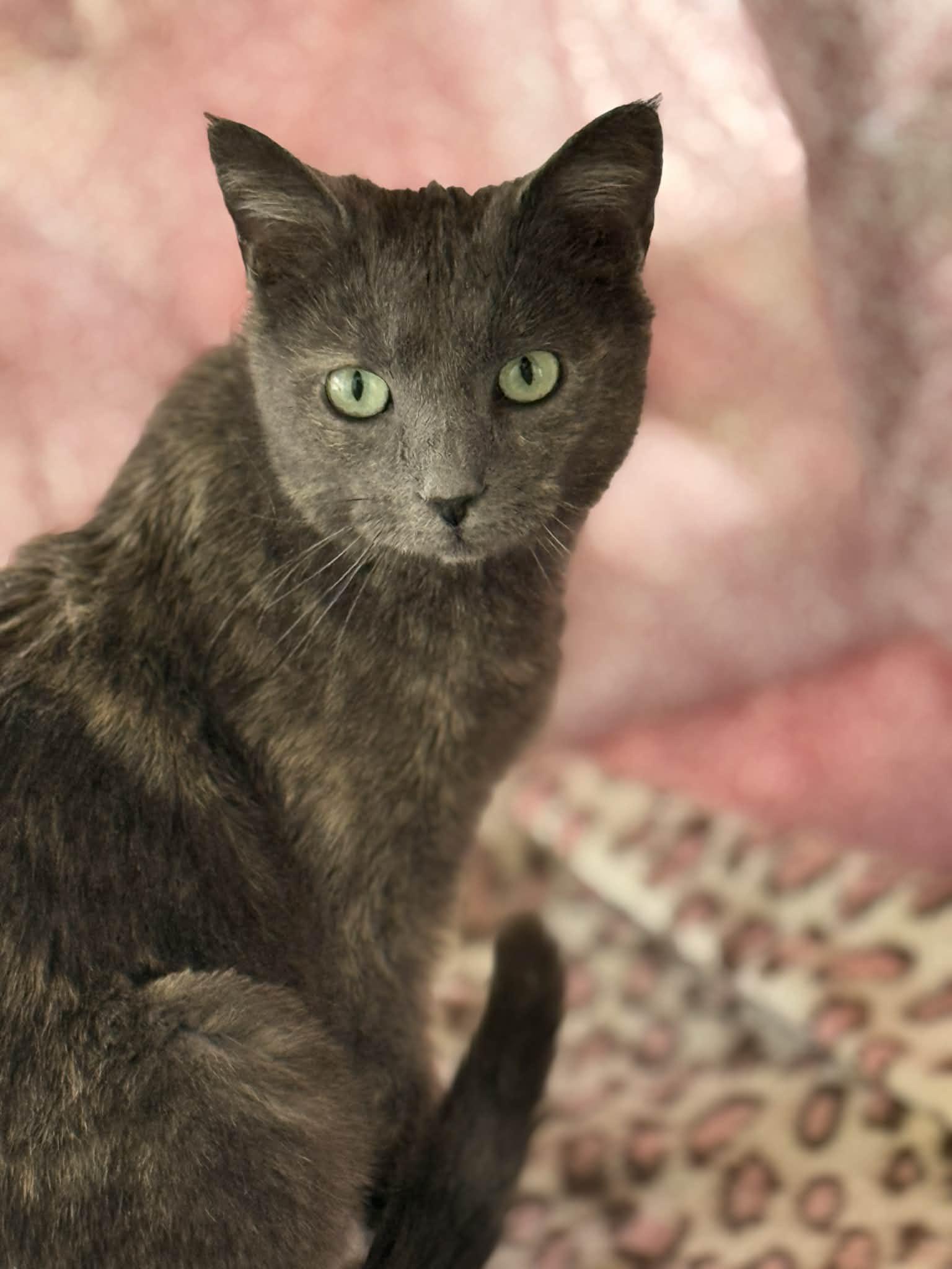 Nikki, Adoptable, Young Female Dilute Tortoiseshell.
