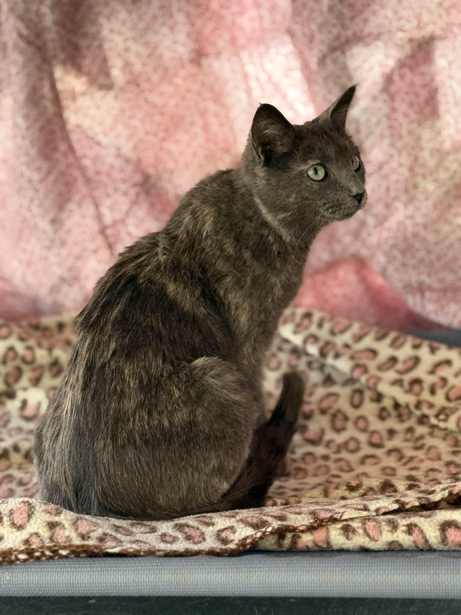 Enlarge Nikki, a Adoptable Dilute Tortoiseshell in Talbott, TN image 5/6