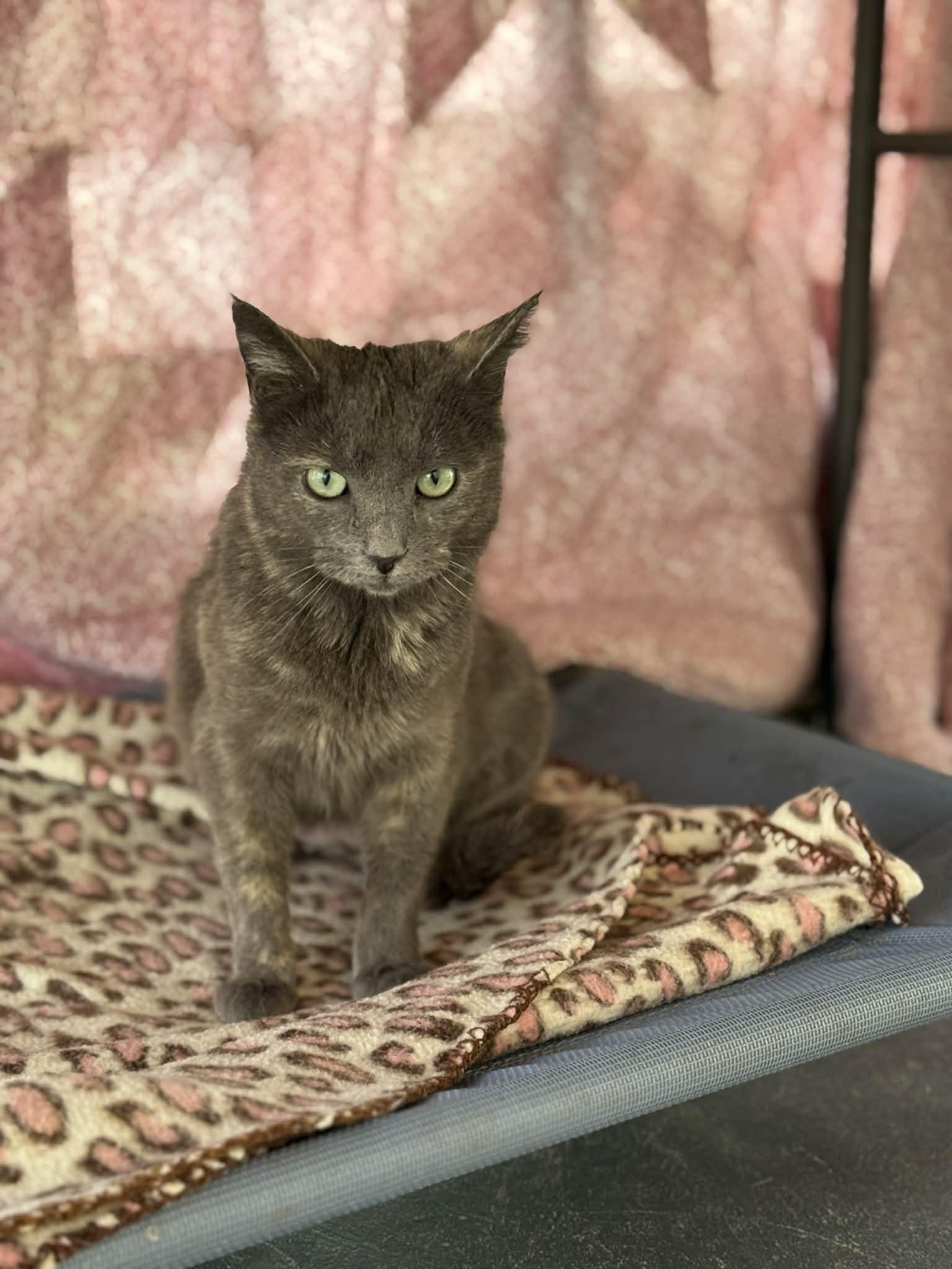 Enlarge Nikki, a Adoptable Dilute Tortoiseshell in Talbott, TN image 3/6