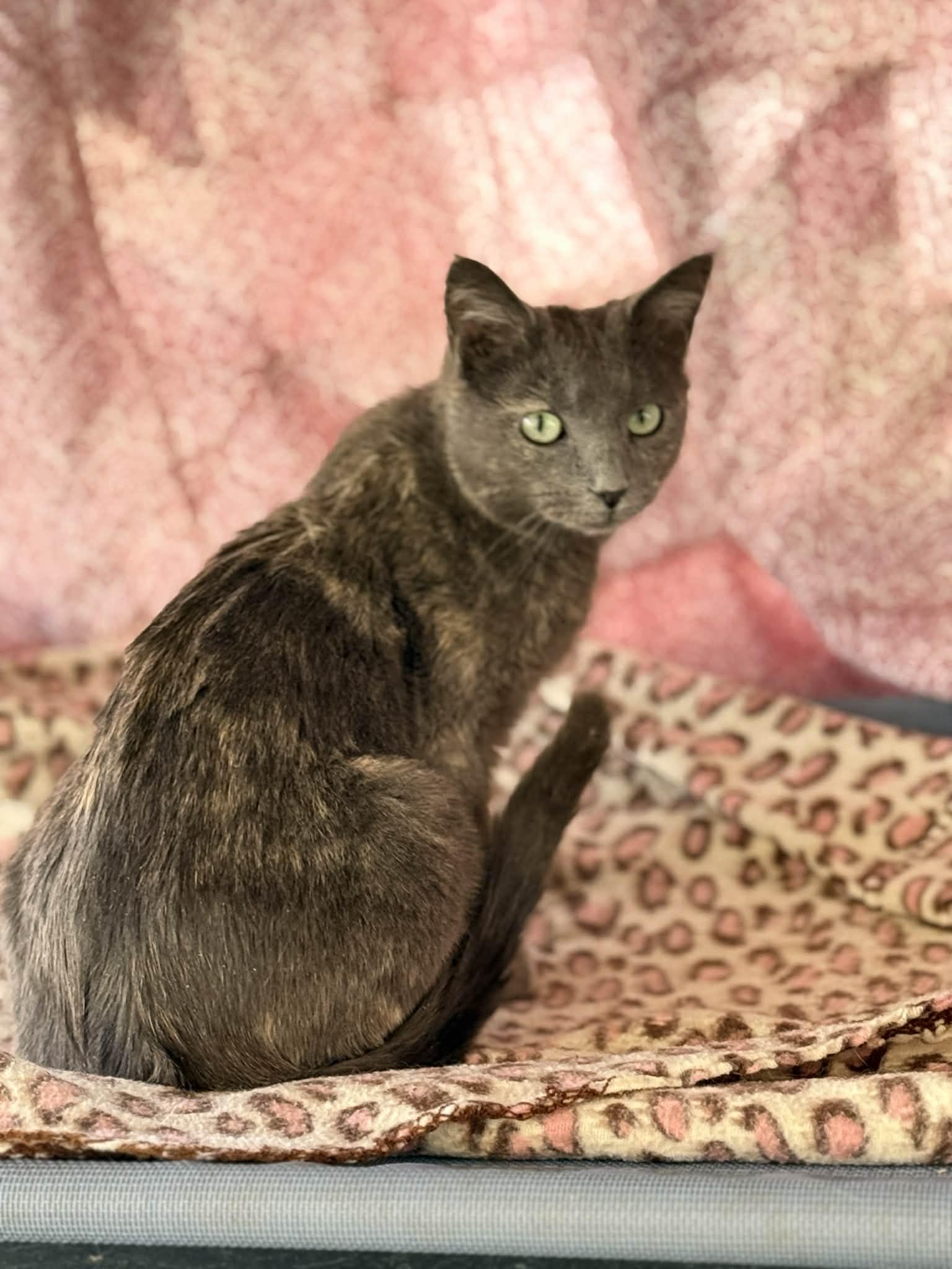 Enlarge Nikki, a Adoptable Dilute Tortoiseshell in Talbott, TN image 2/6
