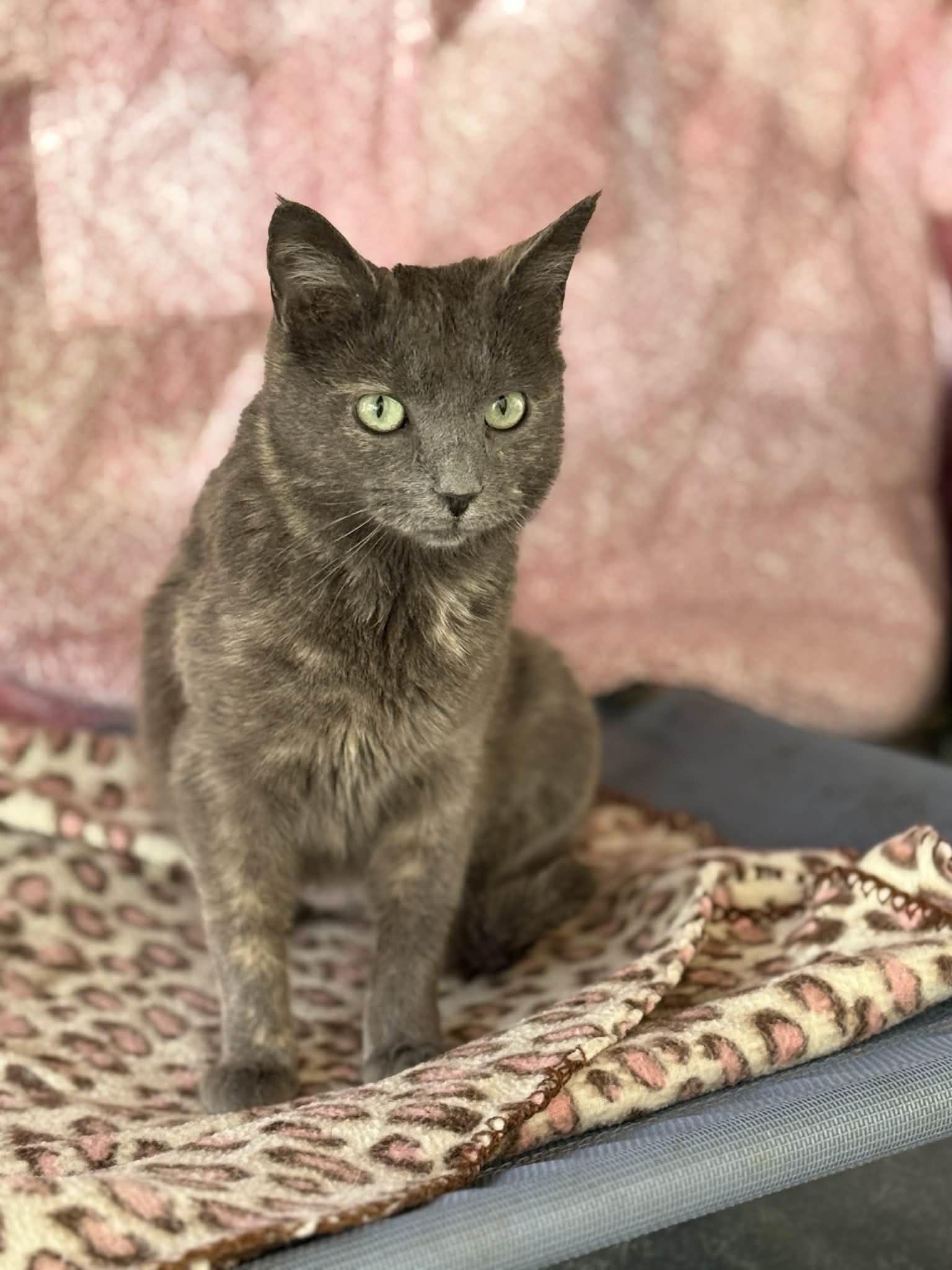 Enlarge Nikki, a Adoptable Dilute Tortoiseshell in Talbott, TN image 4/6