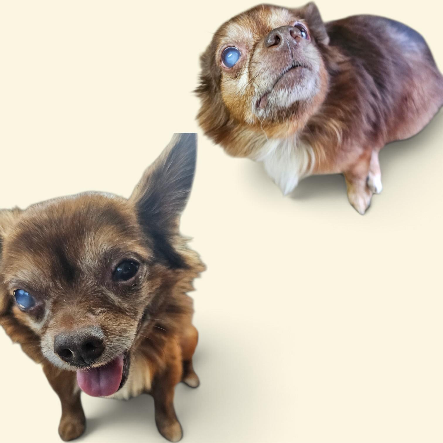 Enlarge Miles, a Adopted Chihuahua in Chesnee, SC image 2/2