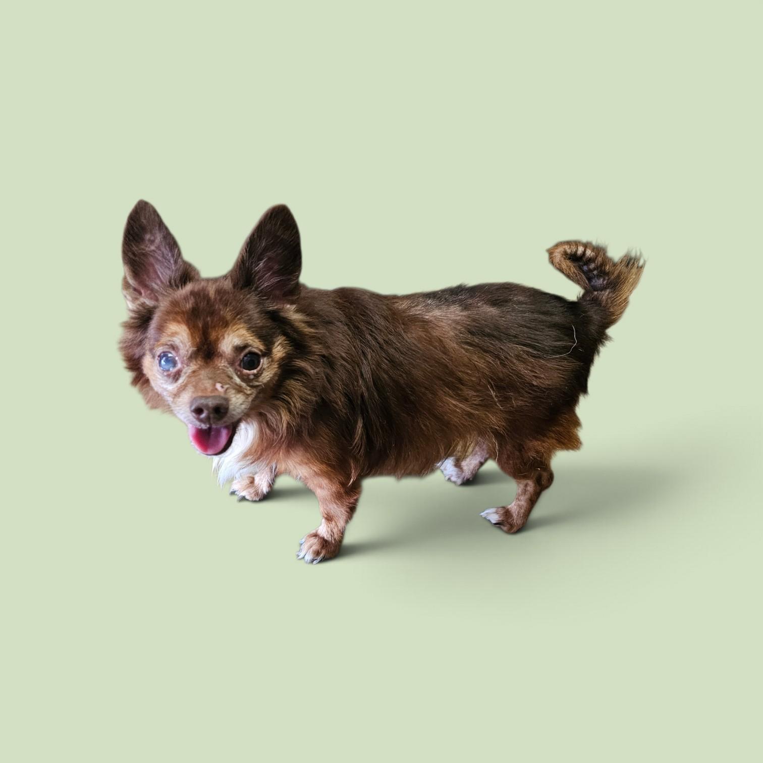 Enlarge Miles, a Adopted Chihuahua in Chesnee, SC image 1/2