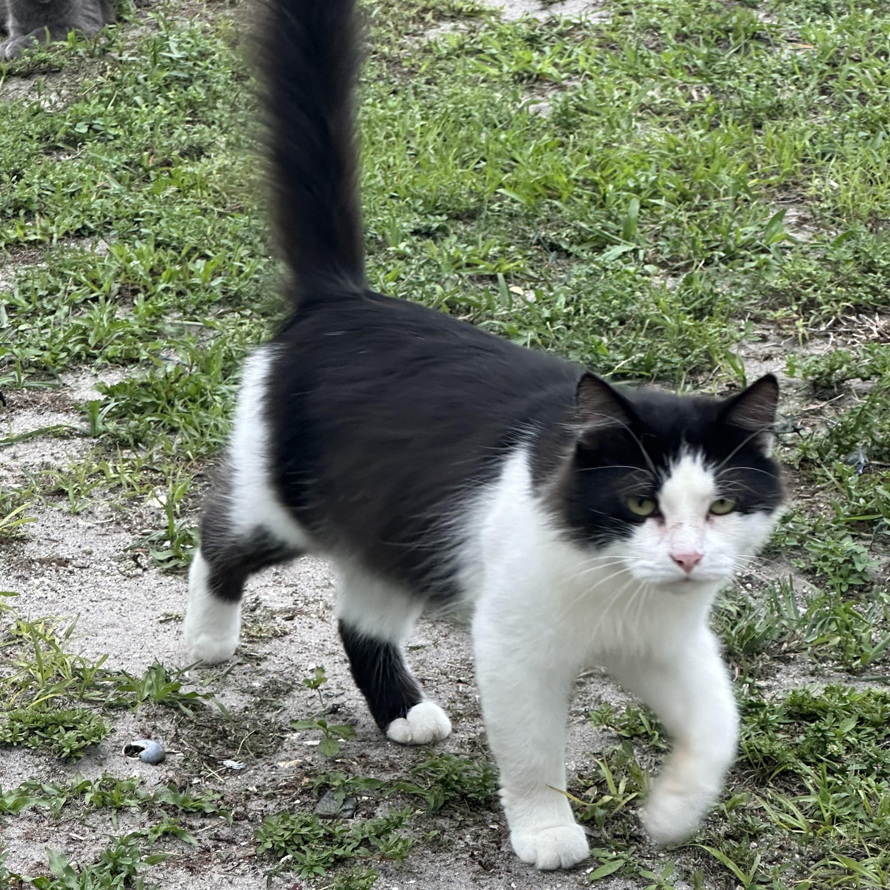 Cortez, an adoptable Tuxedo in Lehigh Acres, FL_image-1