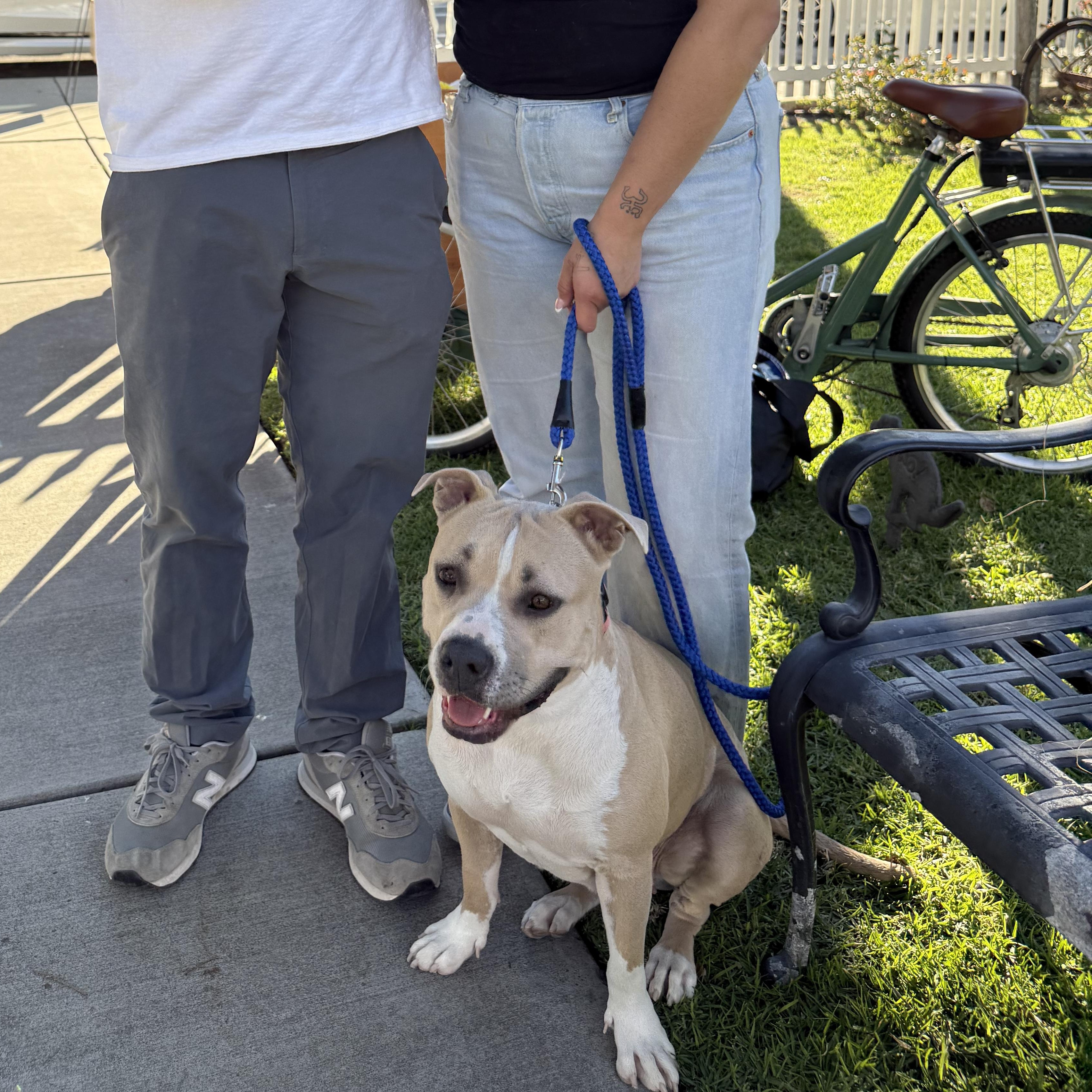Enlarge Mrs. Beasley, a Adoptable Pit Bull Terrier in Santa Barbara , CA image 1/6