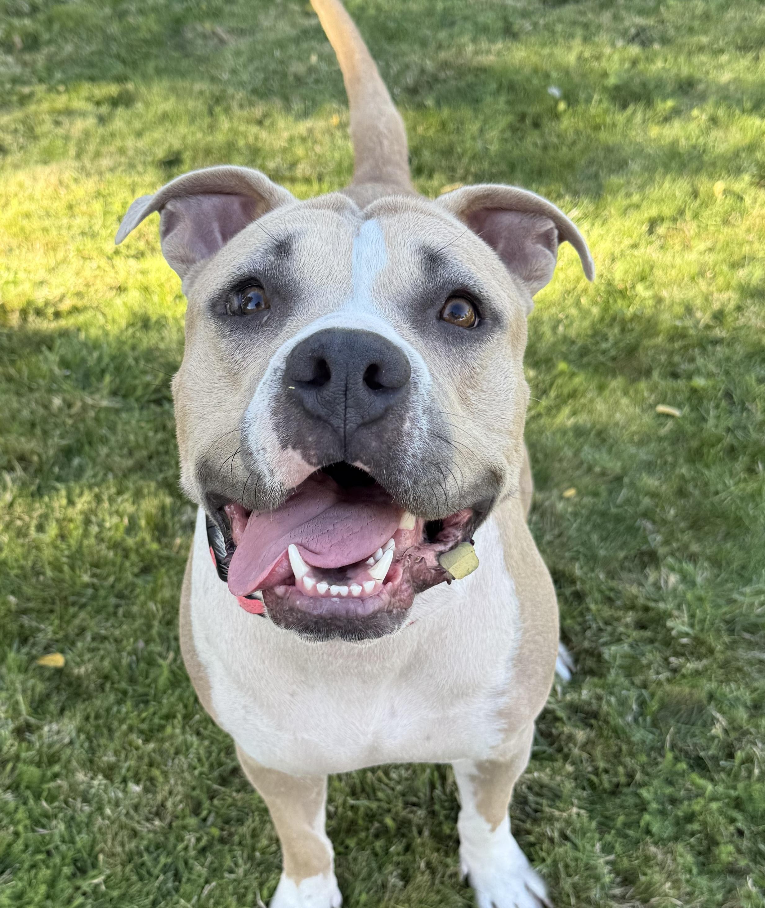 Mrs. Beasley, a Adoptable Pit Bull Terrier in Santa Barbara , CA image 1/7