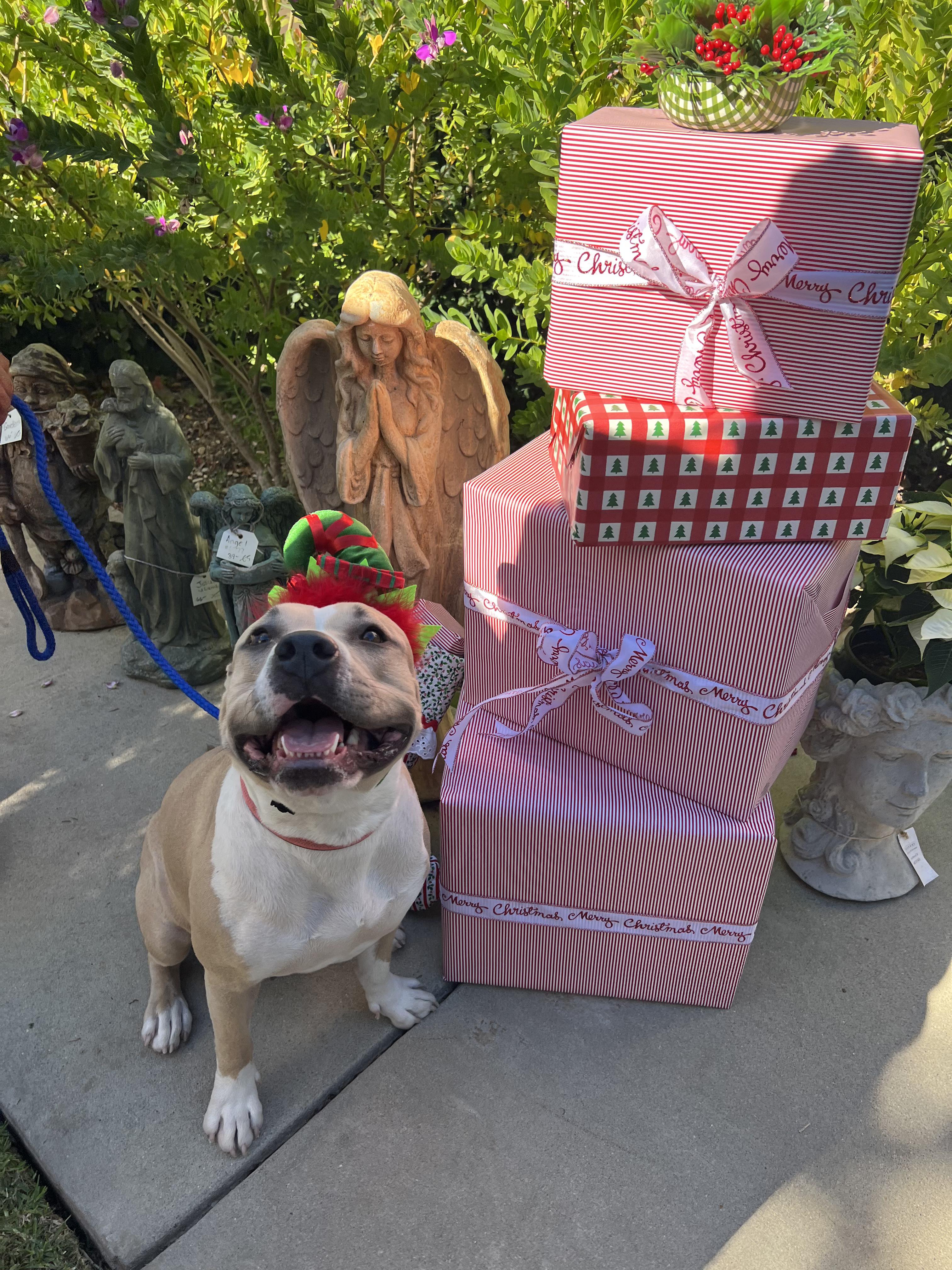 Enlarge Mrs. Beasley, a Adoptable Pit Bull Terrier in Santa Barbara , CA image 3/6