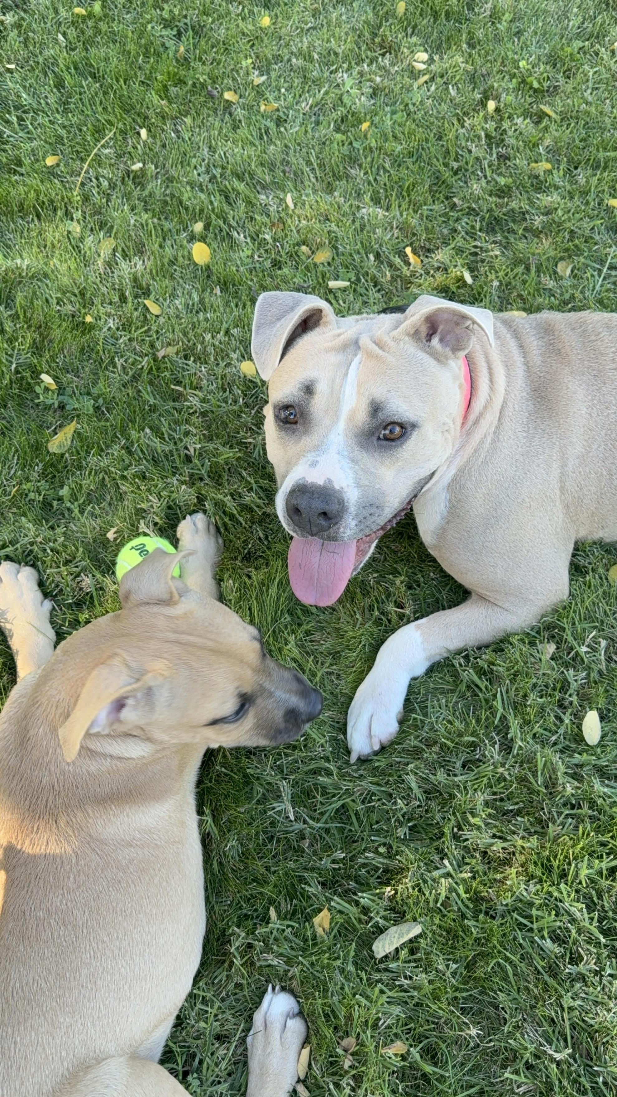 Mrs. Beasley, Adoptable, Adult Female Pit Bull Terrier.