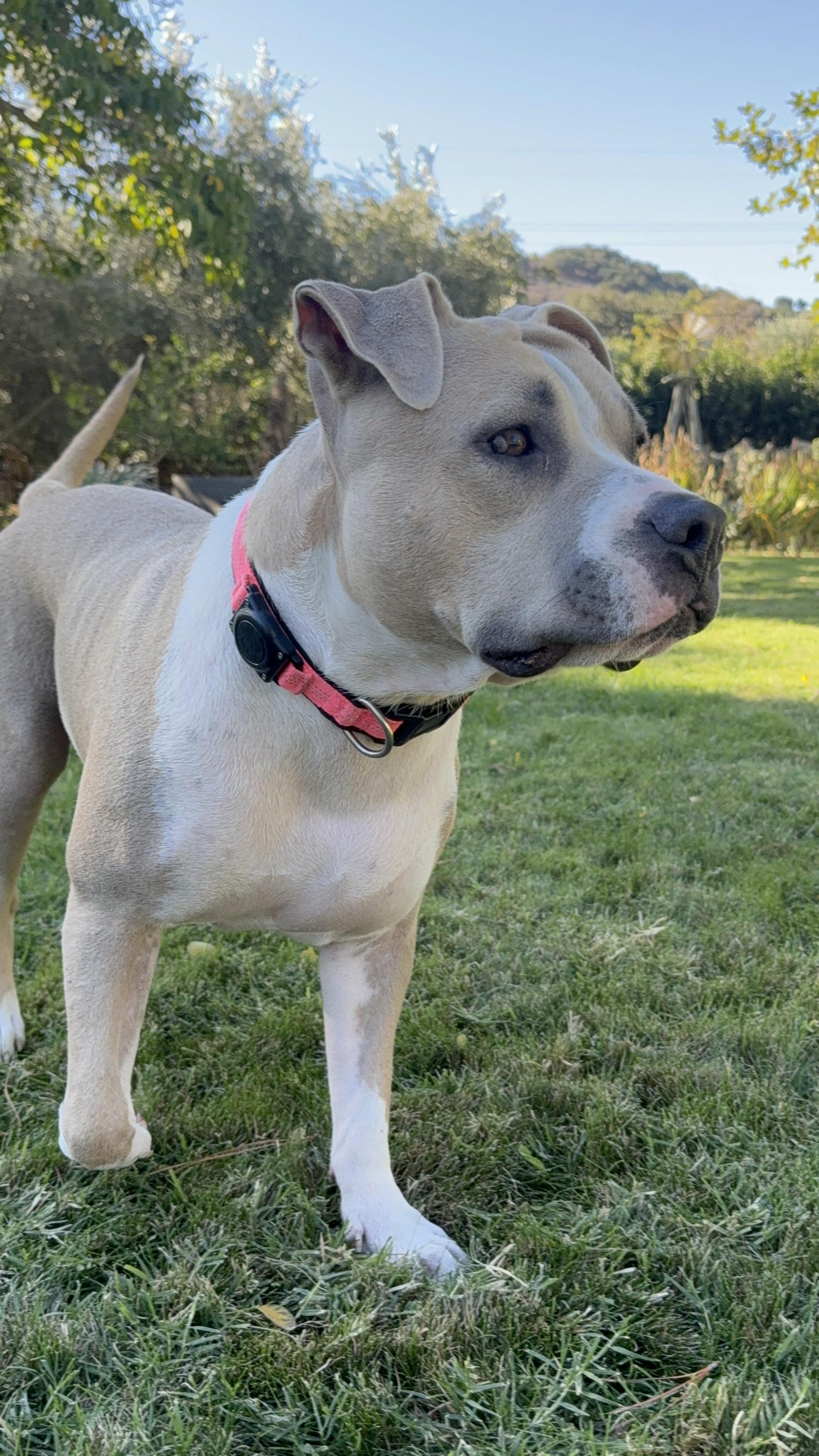 Mrs. Beasley, a Adoptable Pit Bull Terrier in Santa Barbara , CA image 3/7