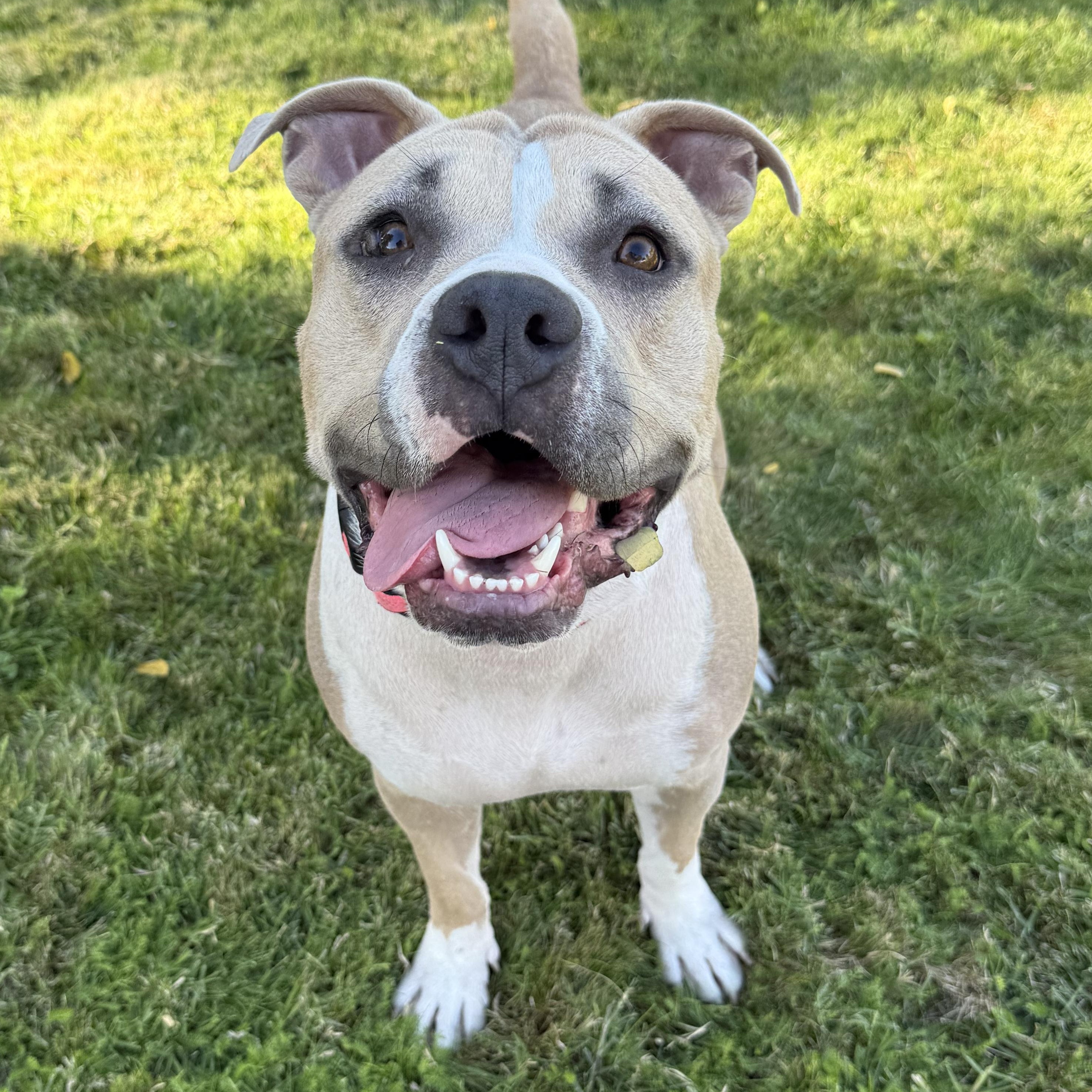 Mrs. Beasley, a Adoptable Pit Bull Terrier in Santa Barbara , CA image 4/7