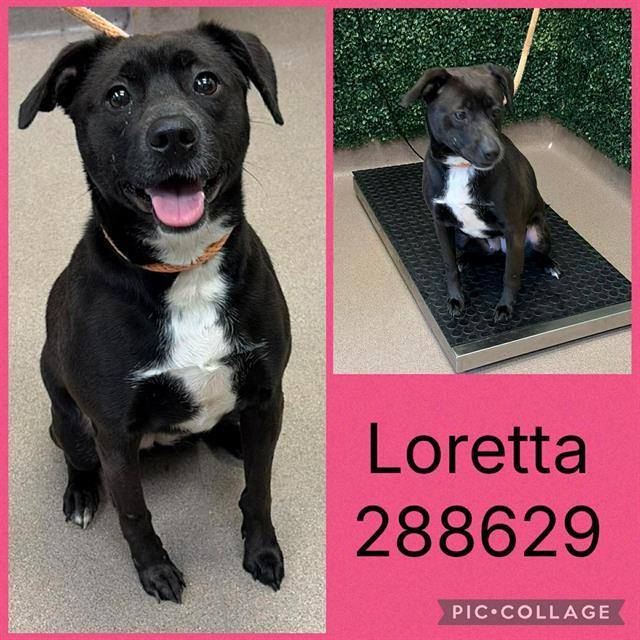 Enlarge LORETTA, a Adoptable Mixed Breed in Macon, GA image 1/1