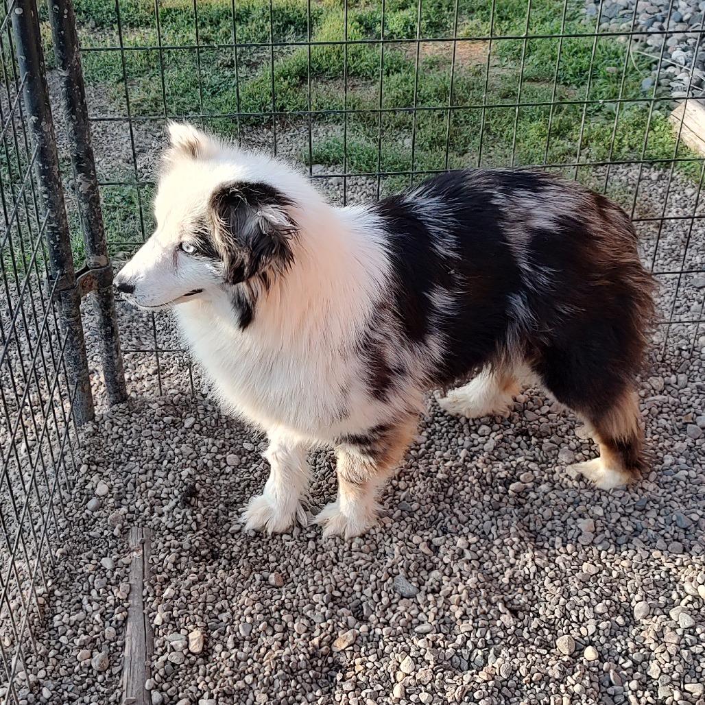 Enlarge Fable, a Adoptable Australian Shepherd in Ada, MN image 1/4