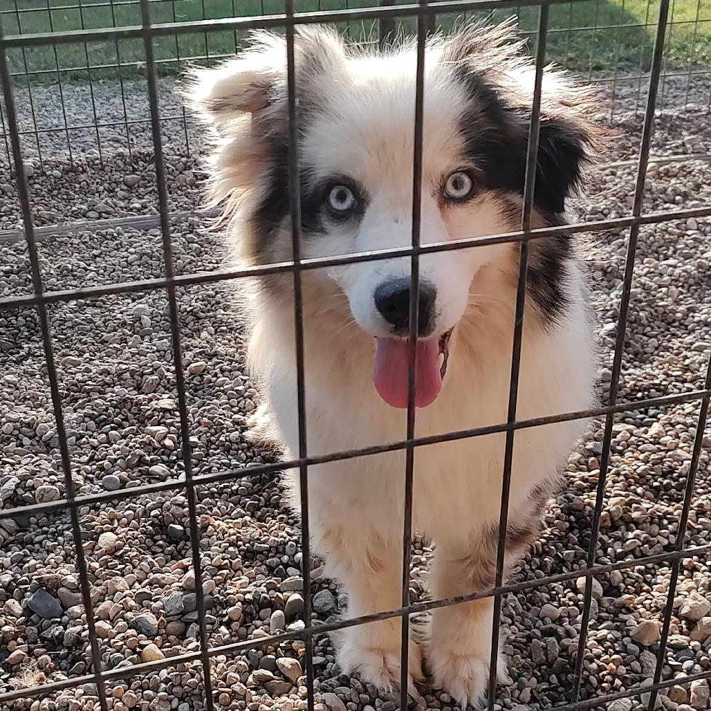 Enlarge Fable, a Adoptable Australian Shepherd in Ada, MN image 2/4