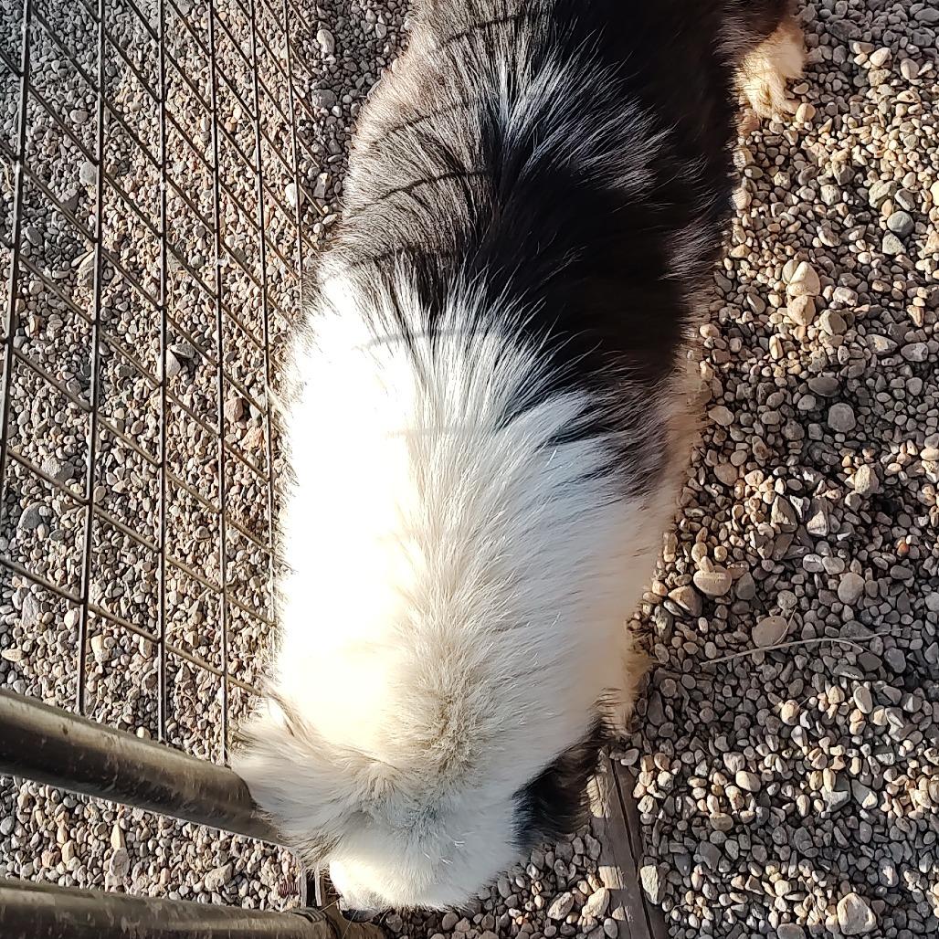 Enlarge Fable, a Adoptable Australian Shepherd in Ada, MN image 3/4