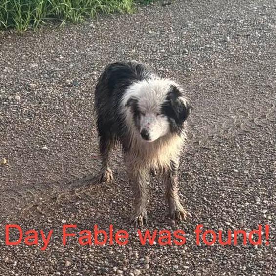 Enlarge Fable, a Adoptable Australian Shepherd in Ada, MN image 4/4