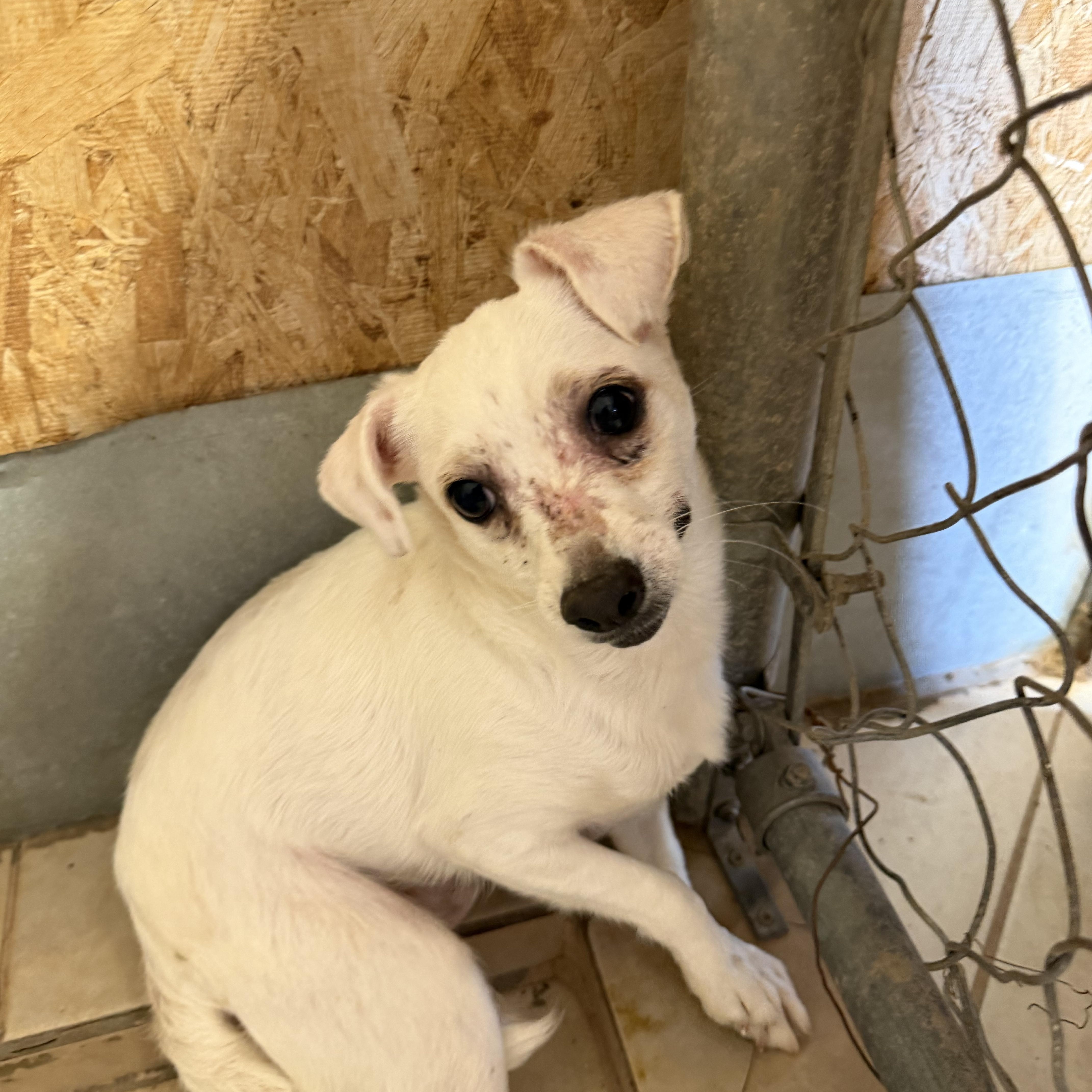 Denver, ADOPTABLE, Young Male Chihuahua & Jack Russell Terrier.