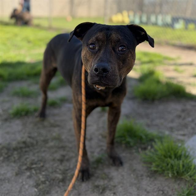 Enlarge VLAD, a Adoptable mixed breed in Modesto, CA image 1/1