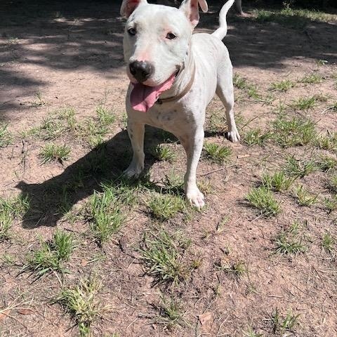 Enlarge Elvis Affectionate, Loving, Smart, Good w/Dogs, 2yrs old, 66 lbs., a Adoptable mixed breed in Portland, ME image 6/6