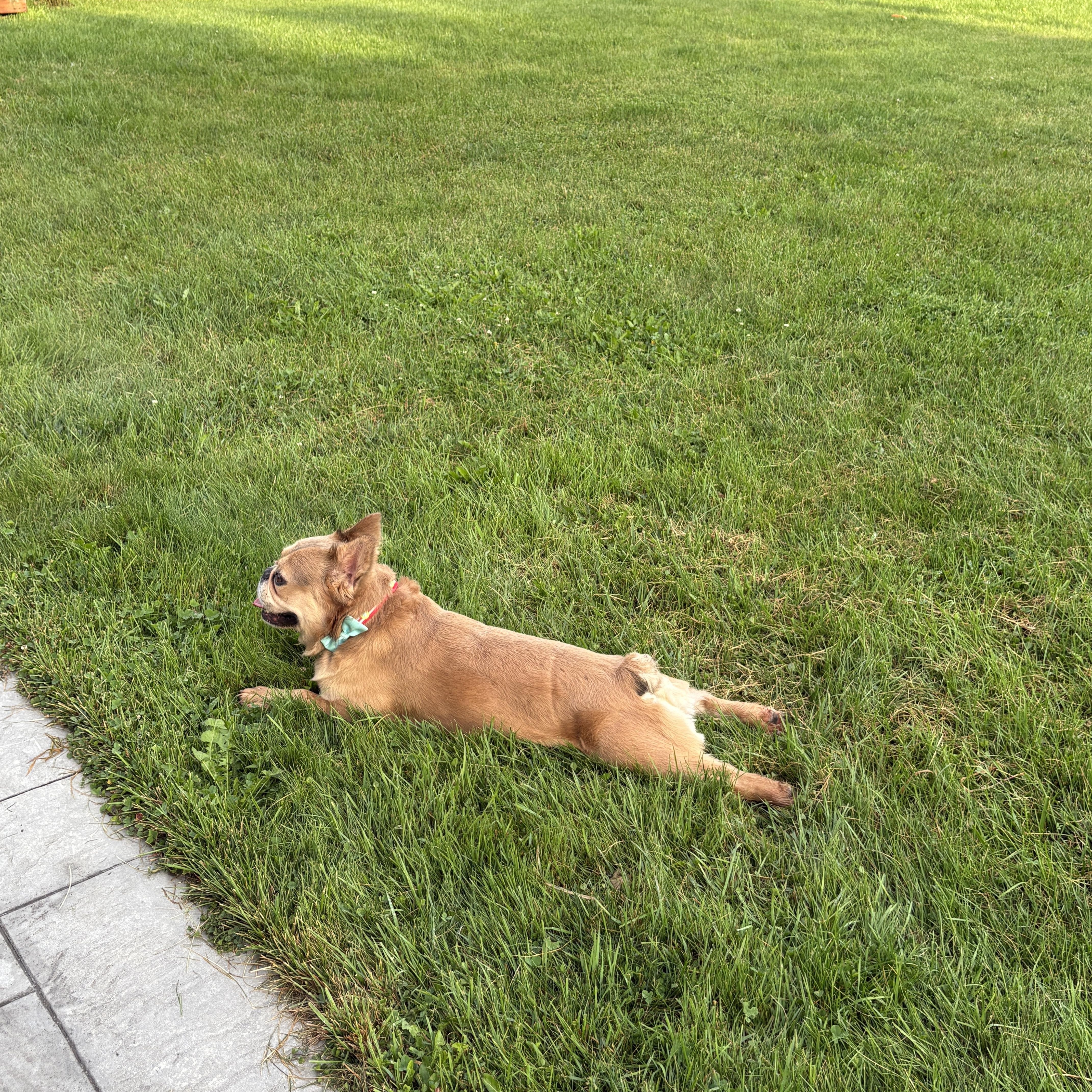 Enlarge Mister Sim Sim, a ADOPTABLE French Bulldog in Scarborough, ON image 5/6