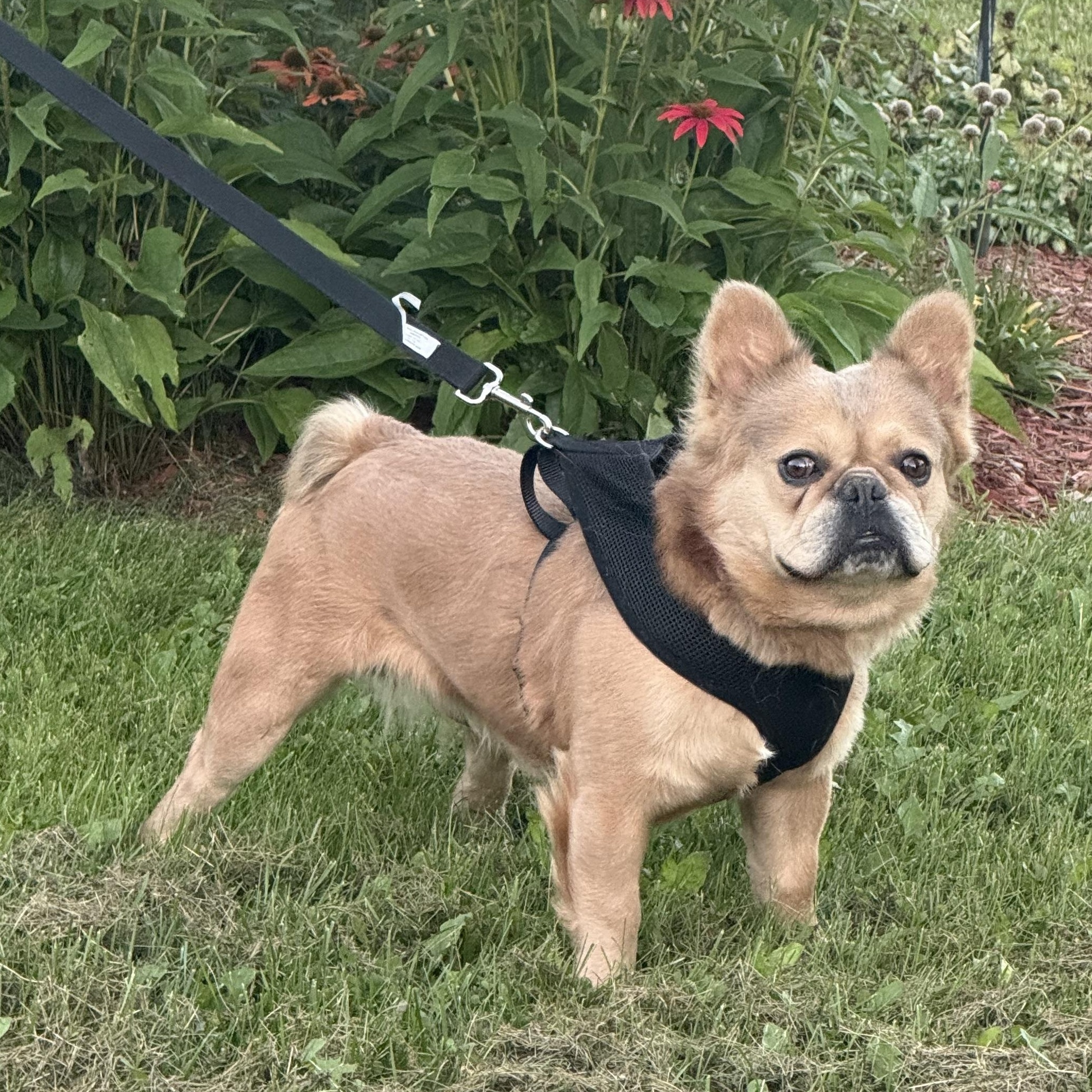 Enlarge Mister Sim Sim, a ADOPTABLE French Bulldog in Scarborough, ON image 2/6