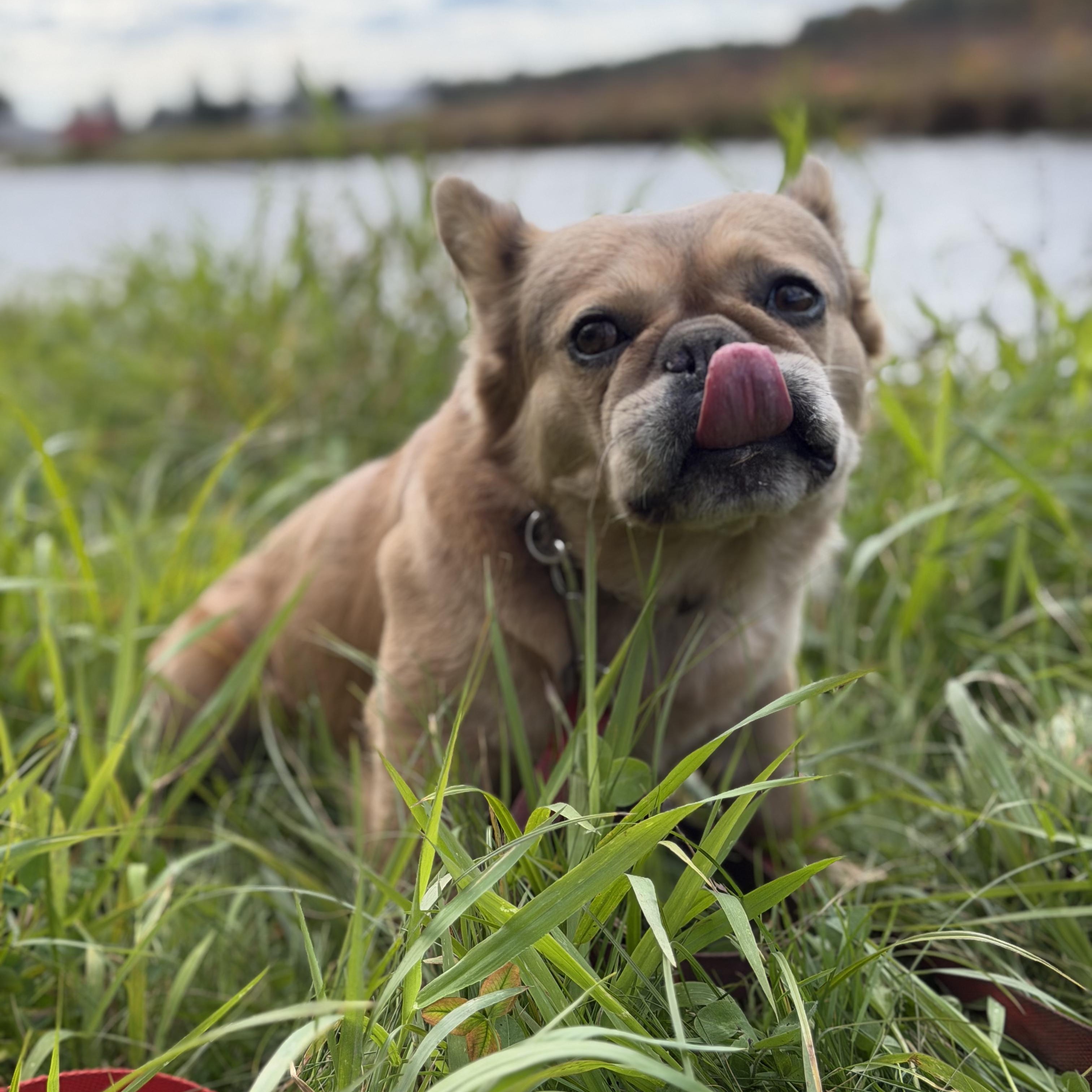 Enlarge Mister Sim Sim, a Adoptable French Bulldog in Scarborough, ON image 2/6