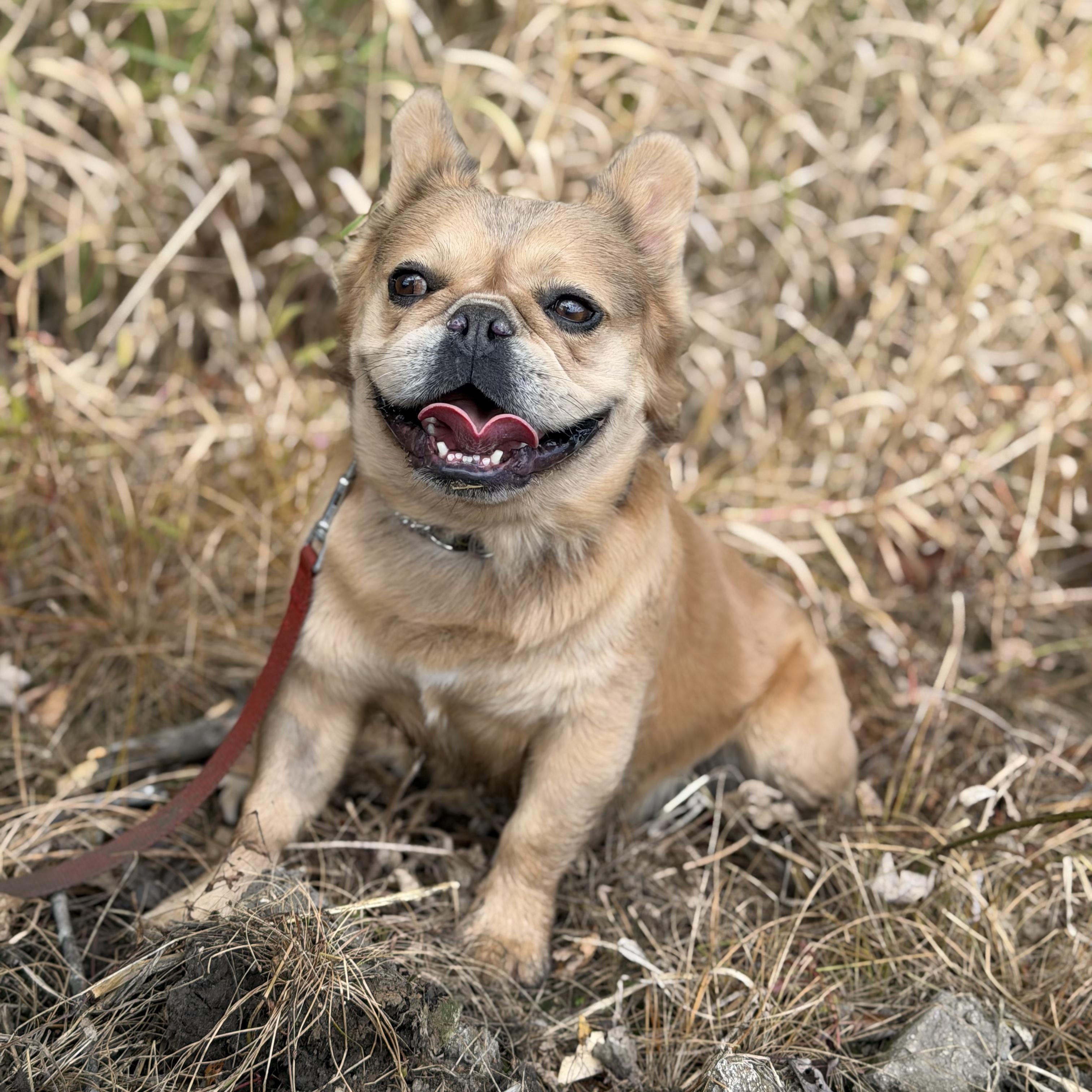Enlarge Mister Sim Sim, a Adoptable French Bulldog in Scarborough, ON image 4/6