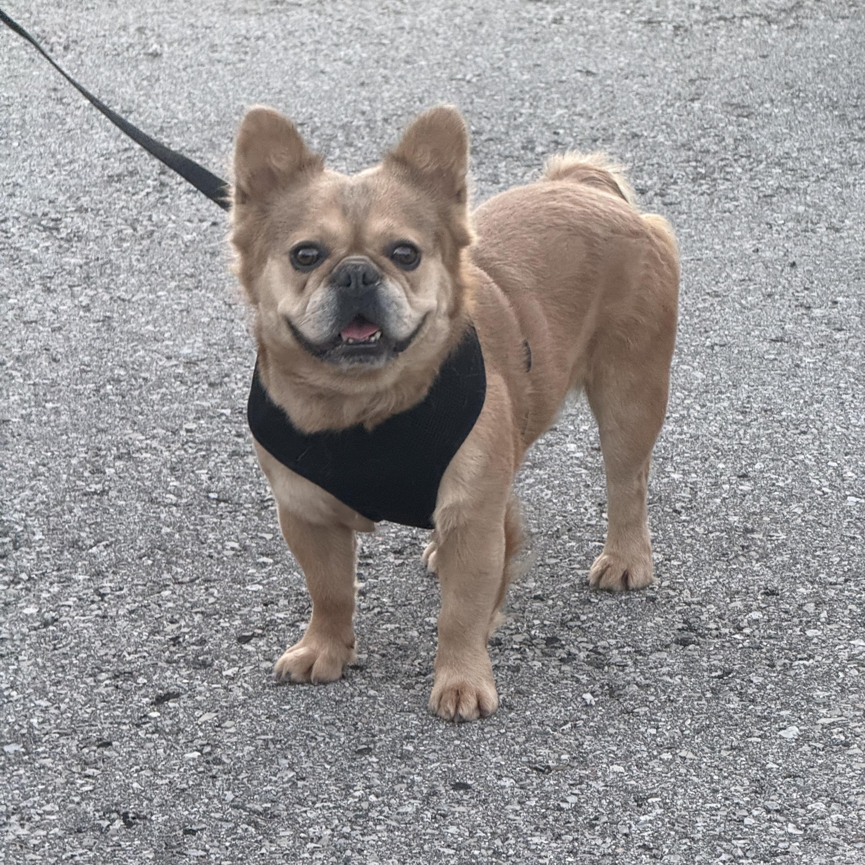 Enlarge Mister Sim Sim, a ADOPTABLE French Bulldog in Scarborough, ON image 4/6