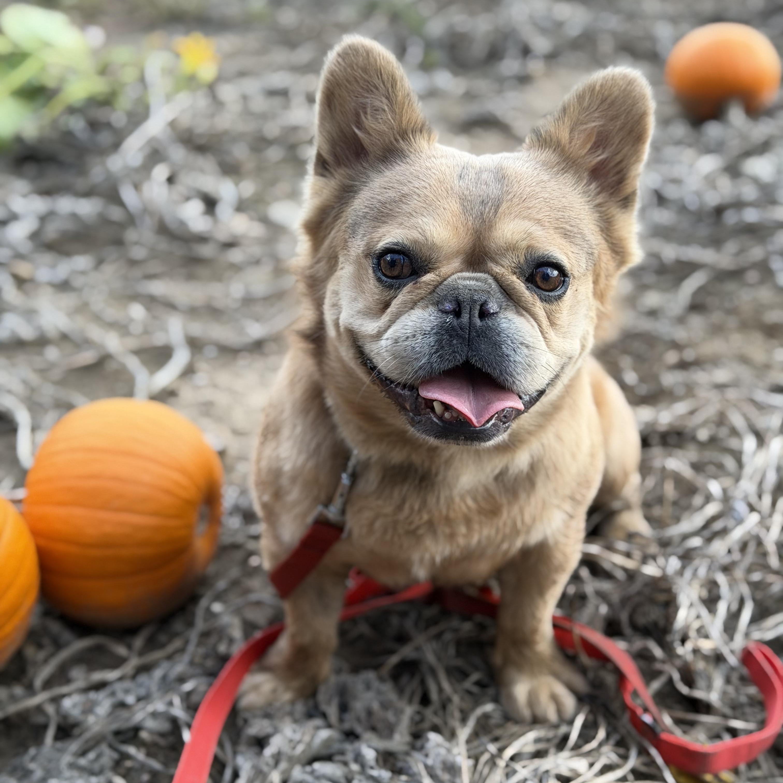 Enlarge Mister Sim Sim, a Adoptable French Bulldog in Scarborough, ON image 1/6
