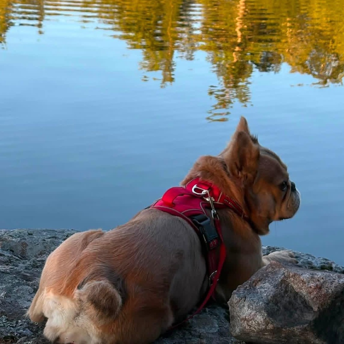 Enlarge Mister Sim Sim, a ADOPTABLE French Bulldog in Scarborough, ON image 3/6