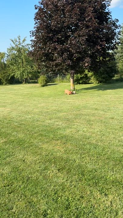 Enlarge Mister Sim Sim, a ADOPTABLE French Bulldog in Scarborough, ON video 6/6
