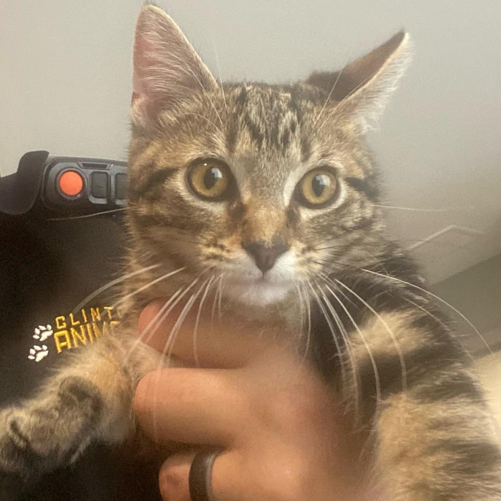 Benji, Adoptable, Adult Male Domestic Short Hair.